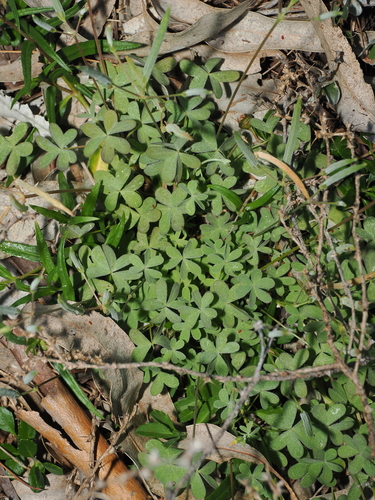 Oxalis perennans, photograph 5