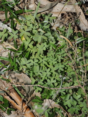 Oxalis perennans, photograph (c) Lucas Christofides, some rights reserved (CC BY)