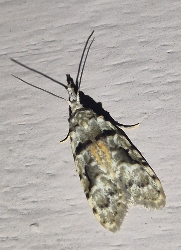 Australian guava moth