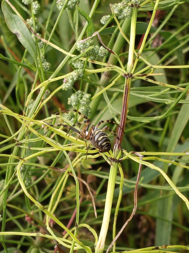 Wasp Spider