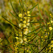 Swamp Wattle - Photo (c) Tony Rodd, some rights reserved (CC BY-NC-SA)