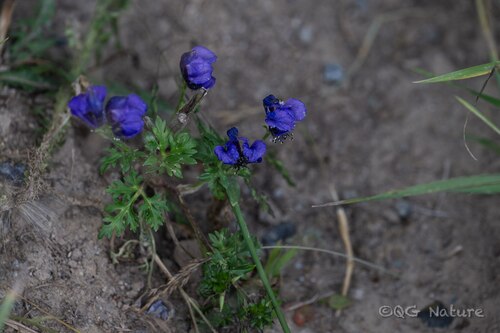 Nakedstamen Monkshood