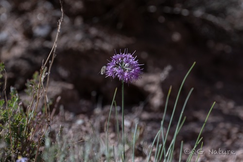 Allium przewalskianum
