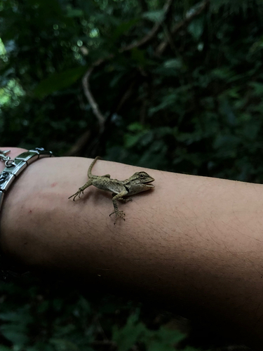 Forest Garden Lizard