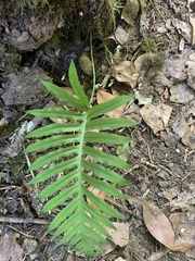 author not stated, no rights reserved Polypodium cambricum, photograph author not stated, no rights reserved