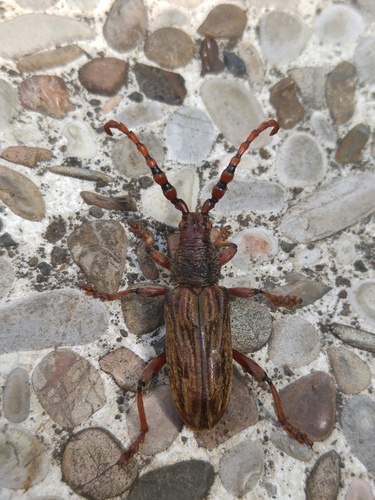 Genus Pachylocerus · iNaturalist