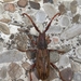 Pachylocerus - Photo (c) Joshua Nathaniel, some rights reserved (CC BY-NC), uploaded by Joshua Nathaniel