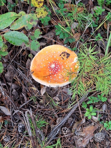 Fly Agaric