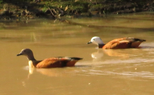 iNaturalist image