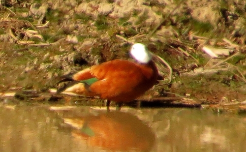 iNaturalist image