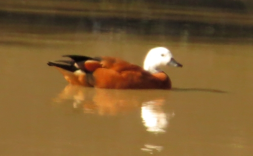 iNaturalist image