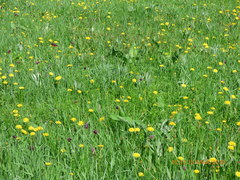 Fritillaria meleagroides
