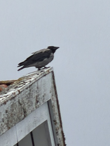 Hooded Crow