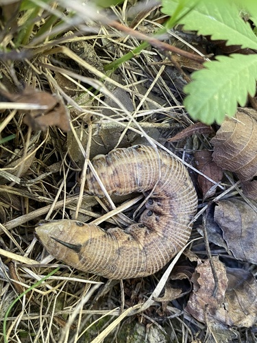 Convolvulus Hawkmoth