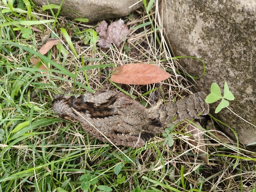 Eurasian Wryneck