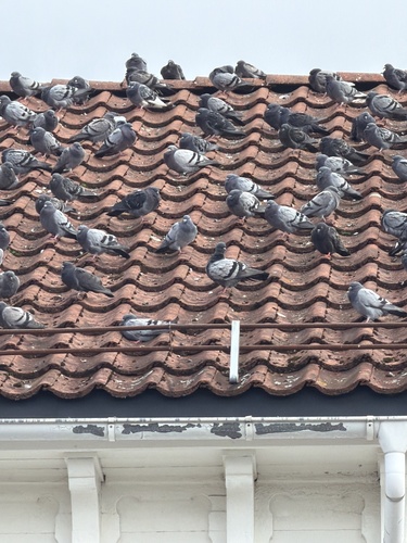 Feral Pigeon
