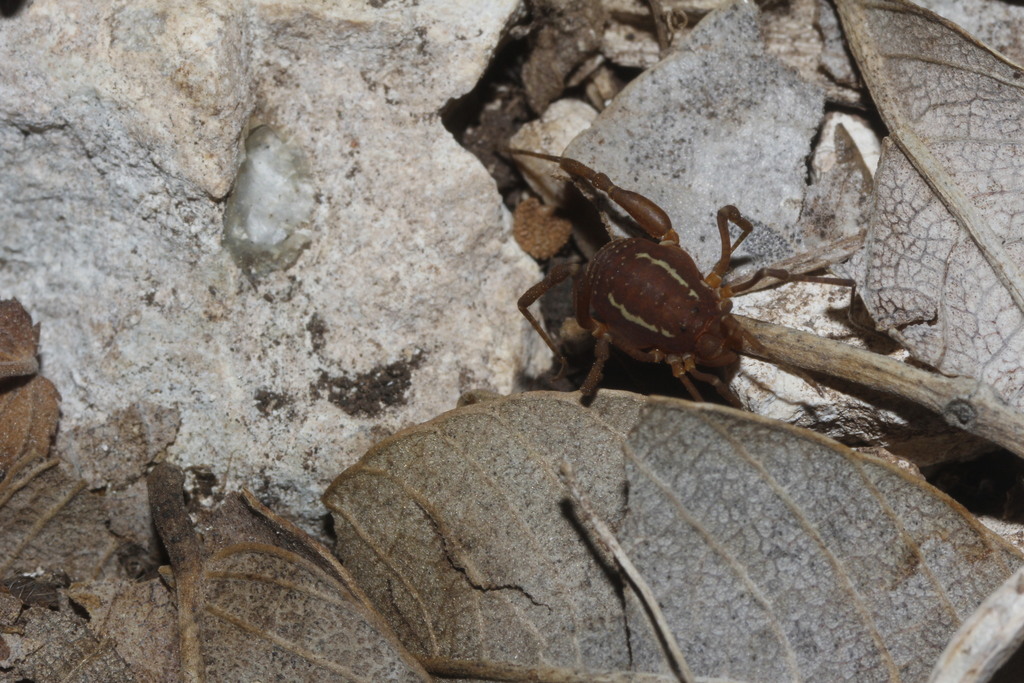 Harvestmen