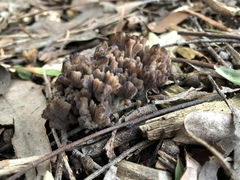 Clavulina vinaceocervina