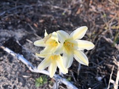Cyrtanthus loddigesianus