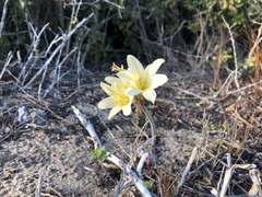 Cyrtanthus loddigesianus