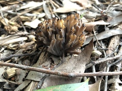 Clavulina vinaceocervina