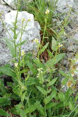 Pseudoturritis turrita