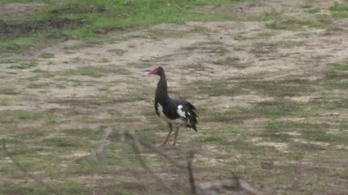 iNaturalist image