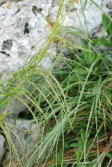 Pseudoturritis turrita