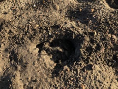 Equus quagga burchellii