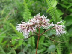Eupatorium shimadae
