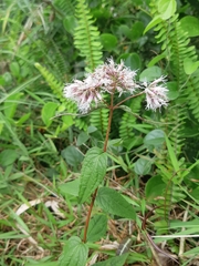 Eupatorium shimadae
