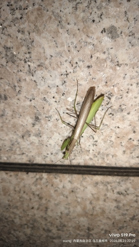 European Mantis