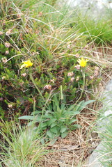 Leontodon tenuiflorus