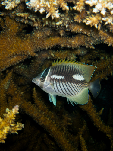 Chevron Butterflyfish