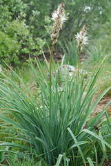 Asphodelus albus