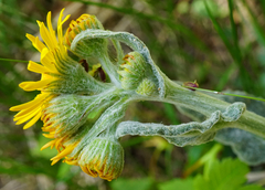 Tephroseris longifolia