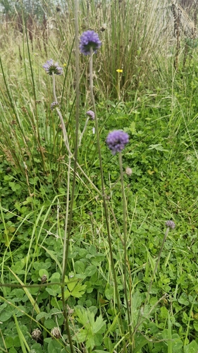 Devil's-bit Scabious