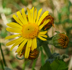 Tephroseris longifolia