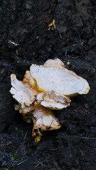 Laetiporus sulphureus