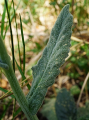 Tephroseris longifolia