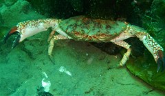 Danielethus patagonicus