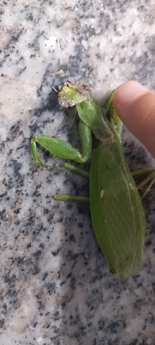Giant Asian Mantis