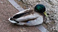 Anas platyrhynchos