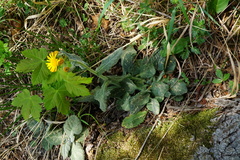 Tephroseris longifolia