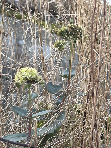 Great Stonecrop