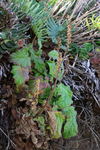 Francoa appendiculata, photograph 5