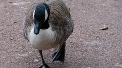 Branta canadensis
