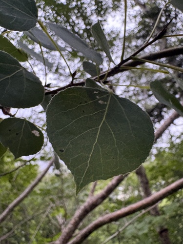quaking aspen