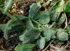 Tephroseris longifolia