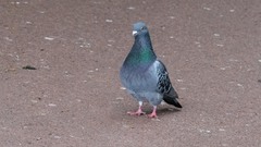 Columba livia domestica